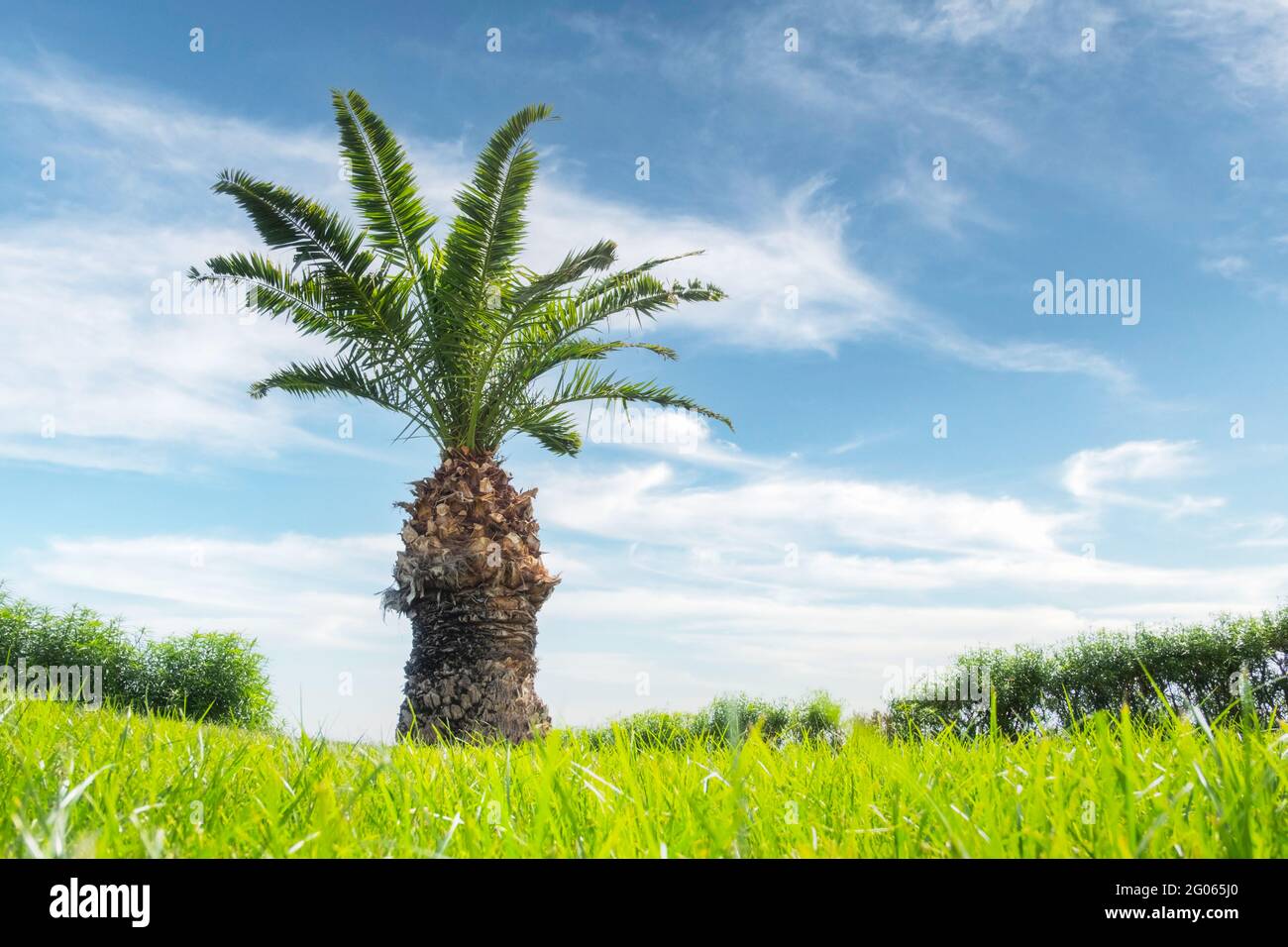 Palme auf grünem Rasen Hinterhof mit üppigem Gras auf Blaues Himmelshintergrund Stockfoto