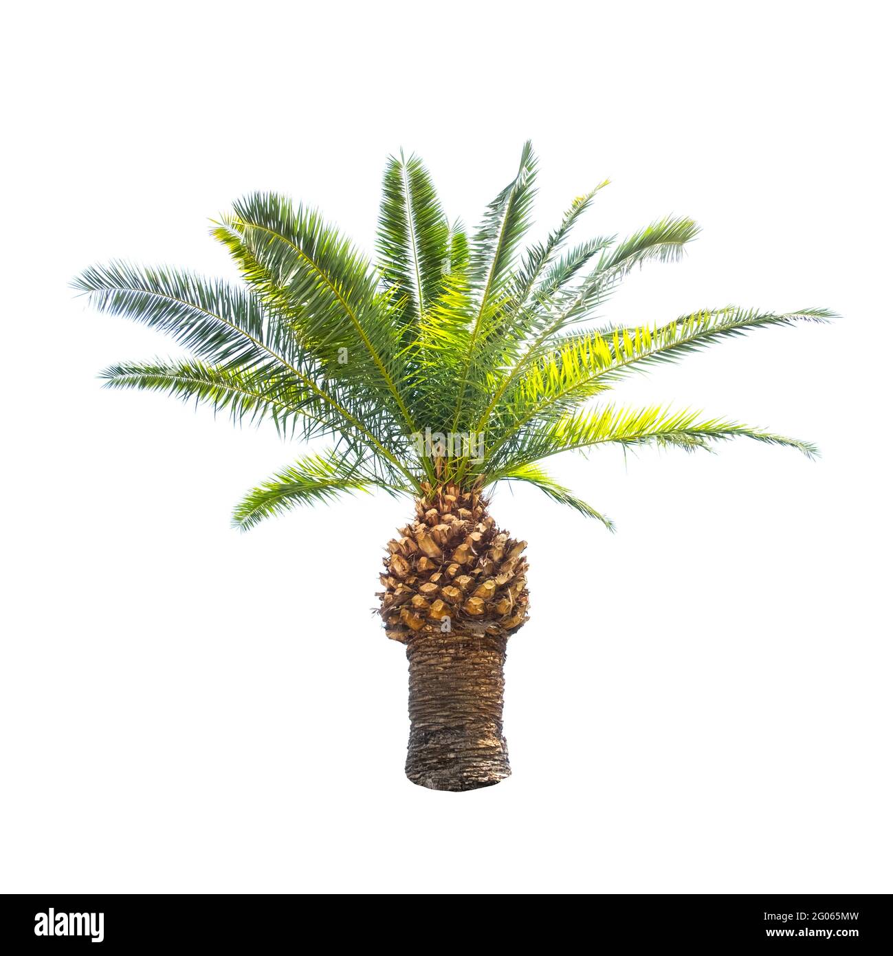 Palme, die isoliert auf weißem Hintergrund Stockfoto