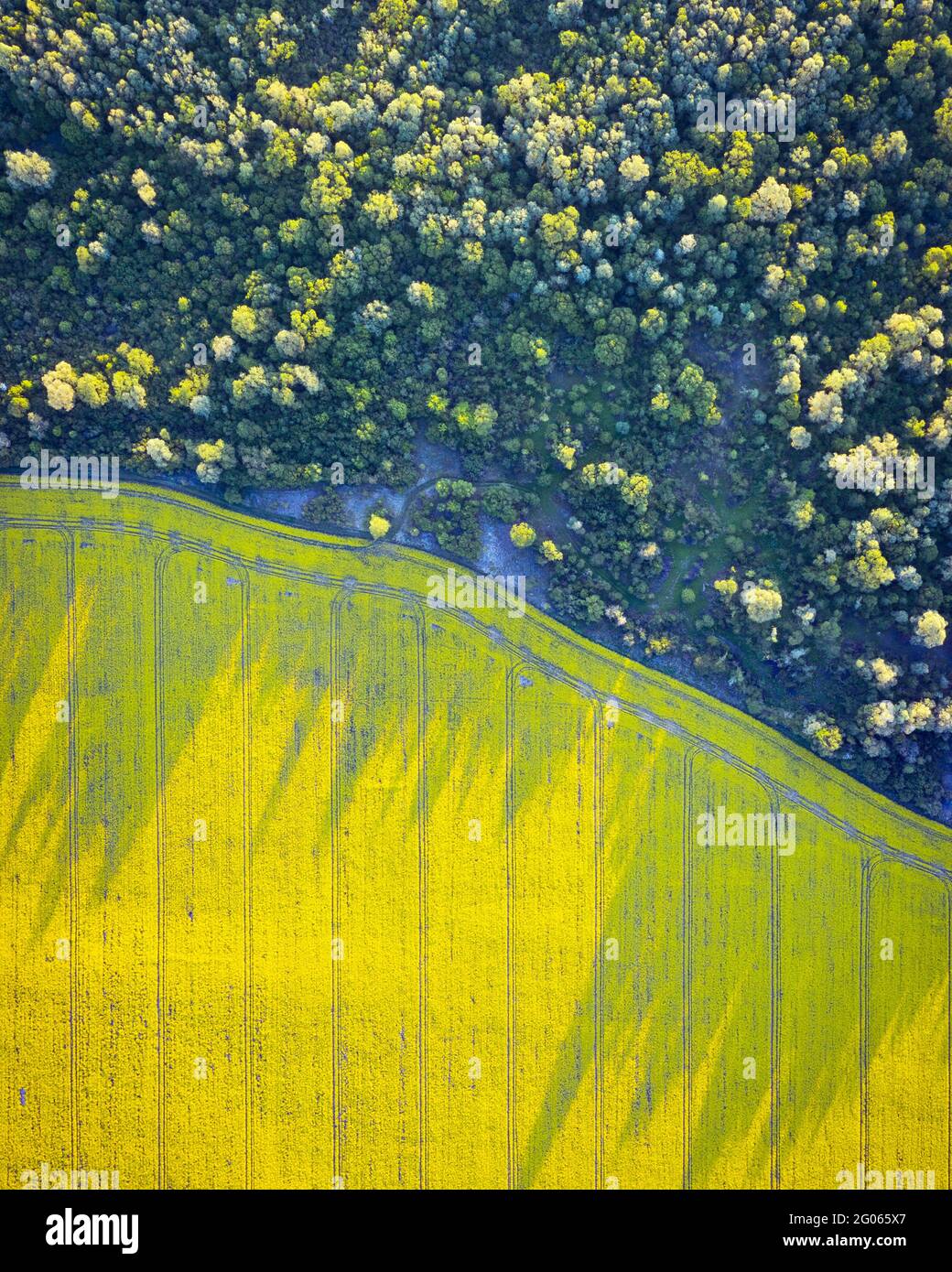 Luftdrohne Draufsicht des gelb blühenden Rapsfeldes mit Linien von Traktorgleisen und grünen Wald an sonnigen Frühling oder Sommertag. Natur Hintergrund, Landschaftsfotografie Stockfoto
