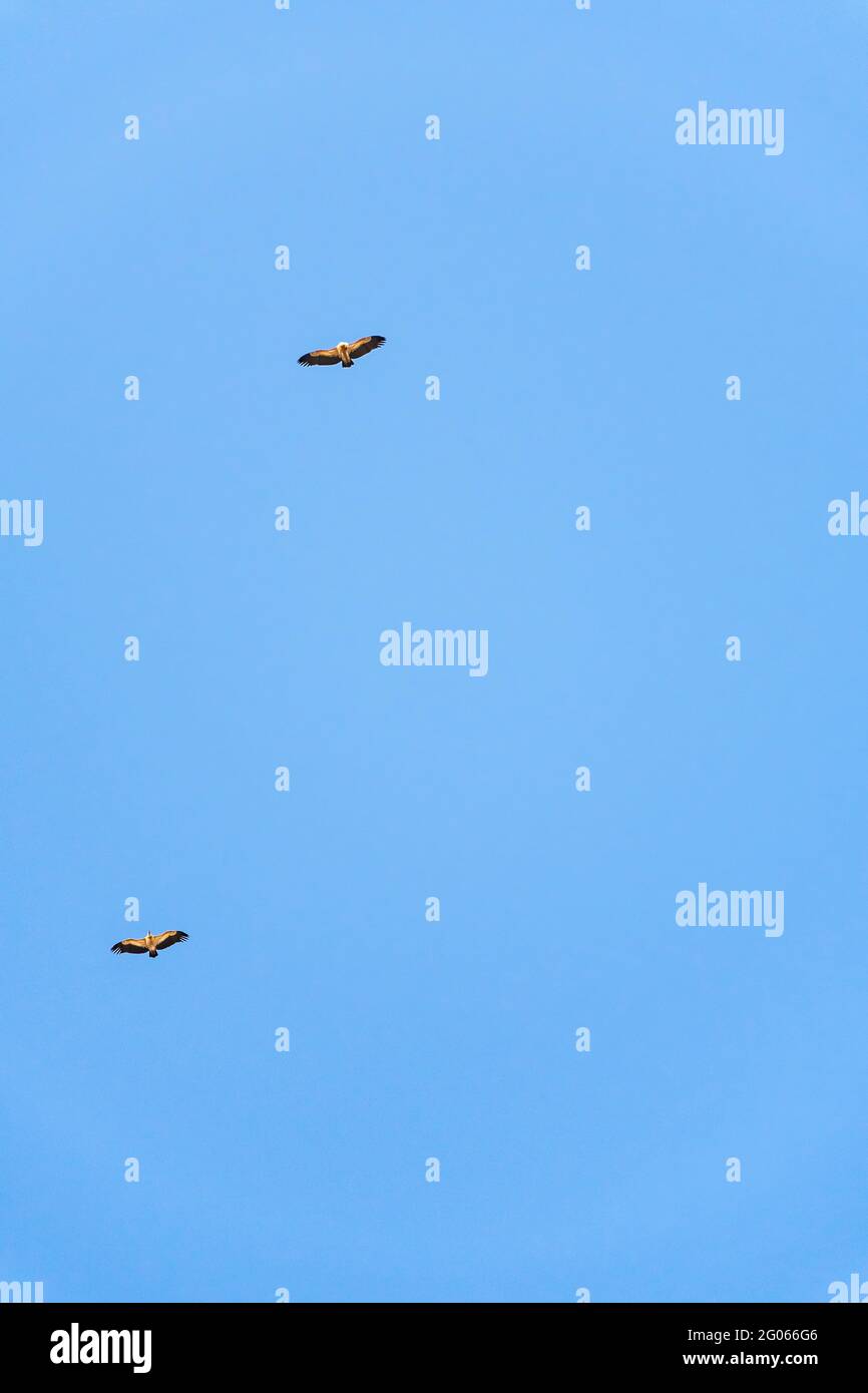 Der Geier des Griffon dreht sich am Himmel über dem Berg Rocca del Crasto, Sizilien Stockfoto