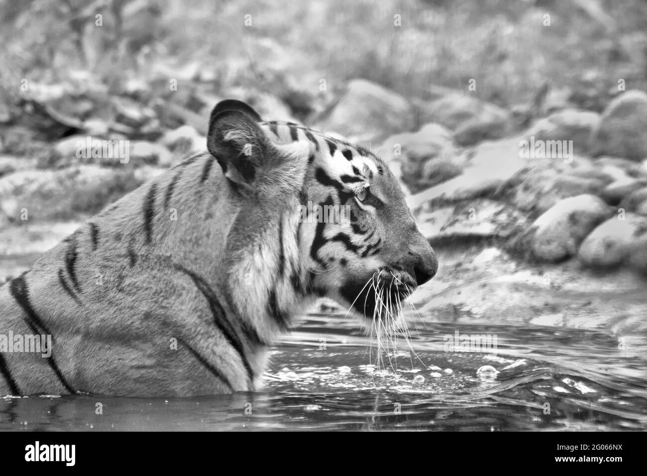 Schöne Royal Bengal Tiger, Panthera Tigris, Baden im Wasser. Es ist größte Katzenart und gefährdet, nur in Sundarban Mangrovenwald gefunden. Stockfoto