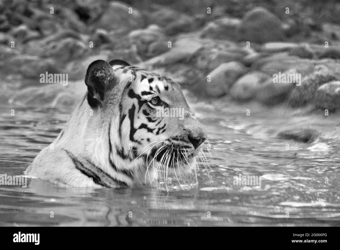 Schöne Royal Bengal Tiger, Panthera Tigris, Baden im Wasser. Es ist größte Katzenart und gefährdet, nur in Sundarban Mangrovenwald gefunden. Stockfoto