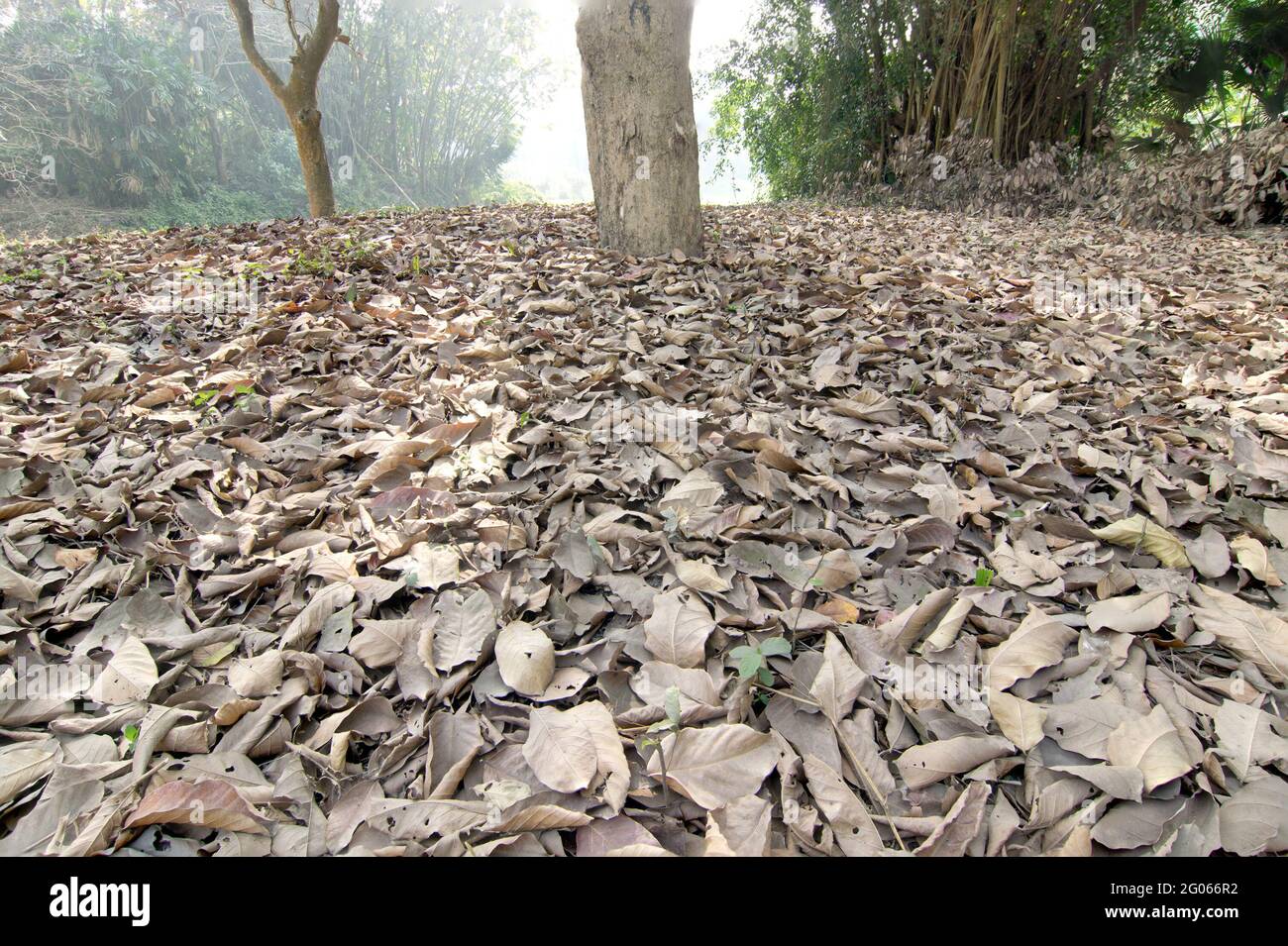 Trockene Blätter liegen noch auf dem Boden im Wald, schöne Wintermorgendszene. Perspektive des Verblassendes im Nebel. Fokussieren Sie gestapeltes Bild der Natur. Stockfoto