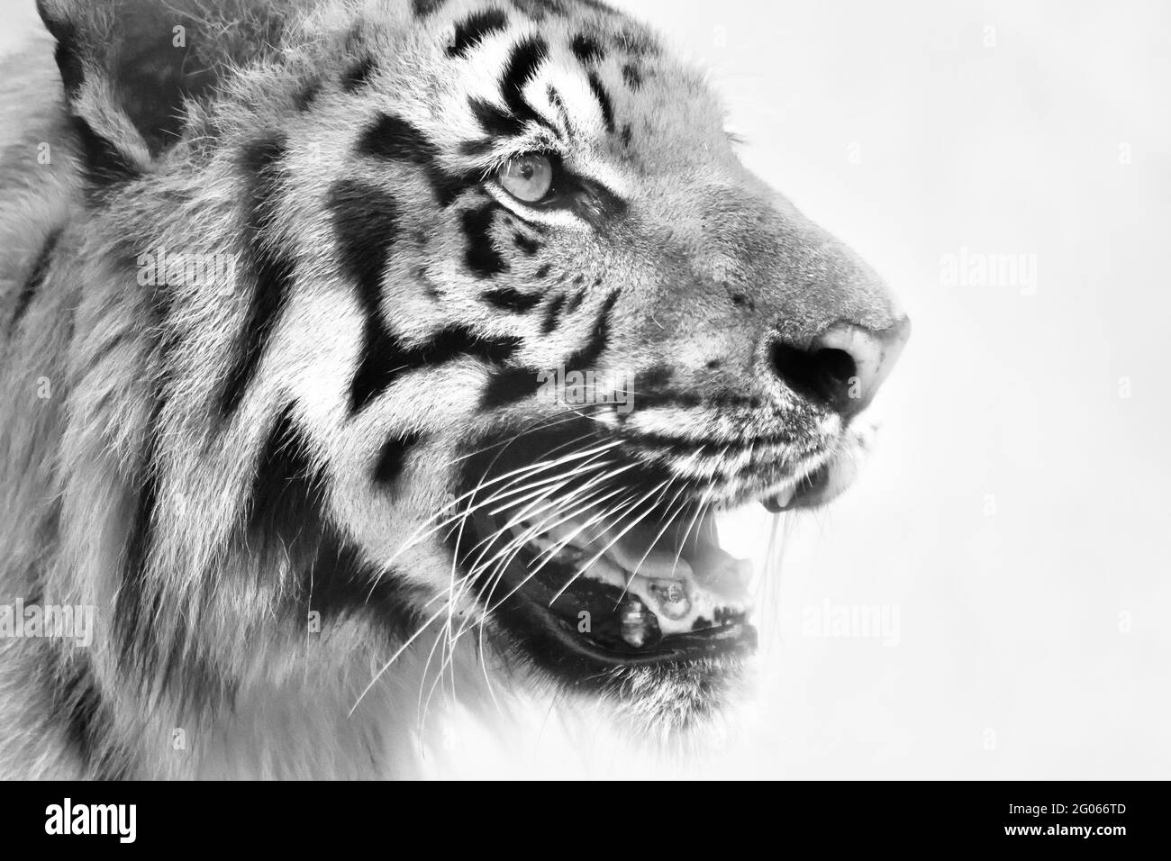 Schönes, wütendes Gesicht des Königlich-Bengalen Tigers, Panthera Tigris, Westbengalen, Indien. Es ist die größte Katzenart und gefährdete, Sundarban Mangrovenwald. Stockfoto