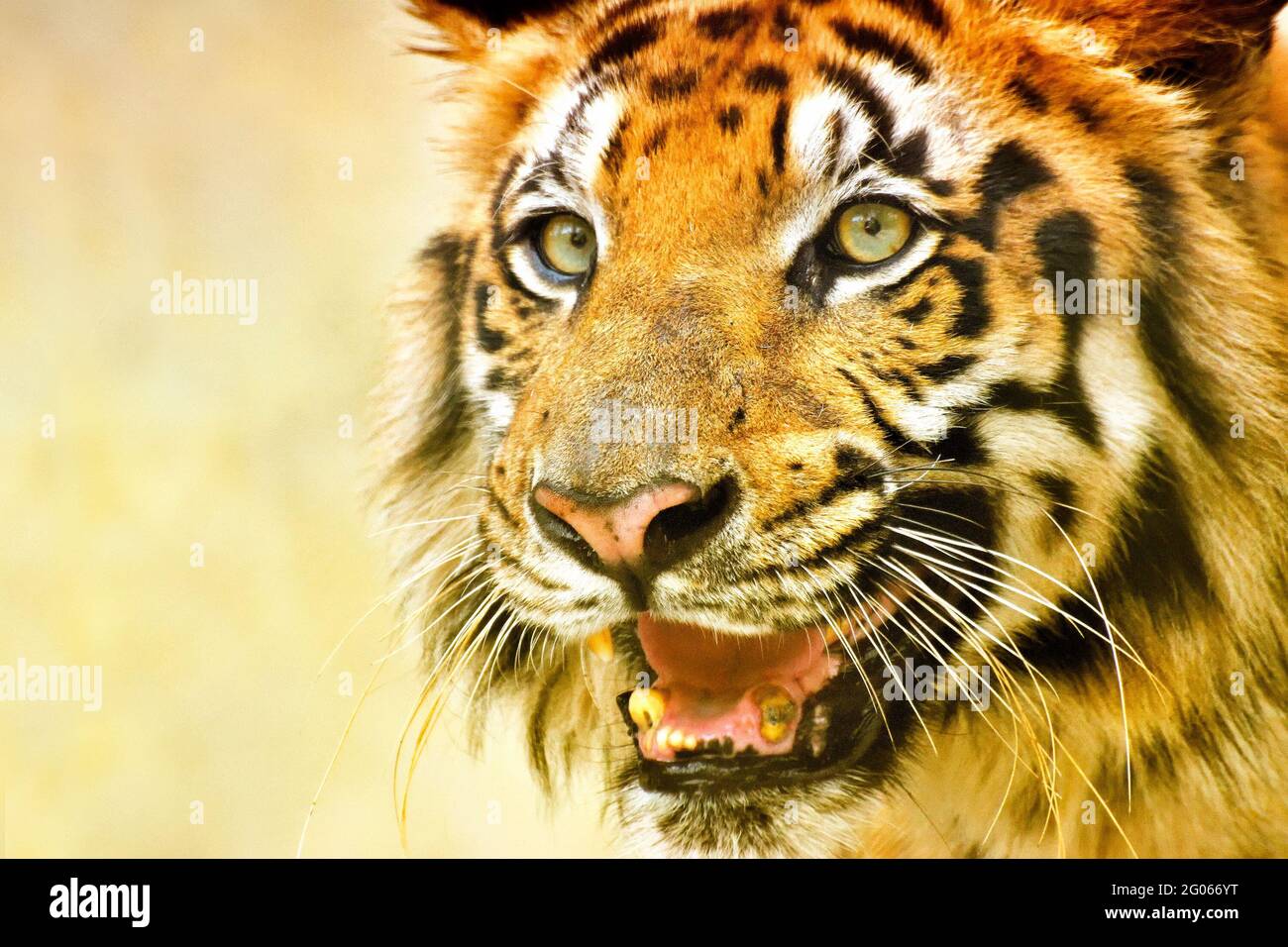 Schönes wütendes Gesicht des Königlich-Bengalen Tigers, Panthera Tigris, Westbengalen, Indien - getöntes Bild. Es ist die größte Katzenart und bedrohte, Arten. Stockfoto