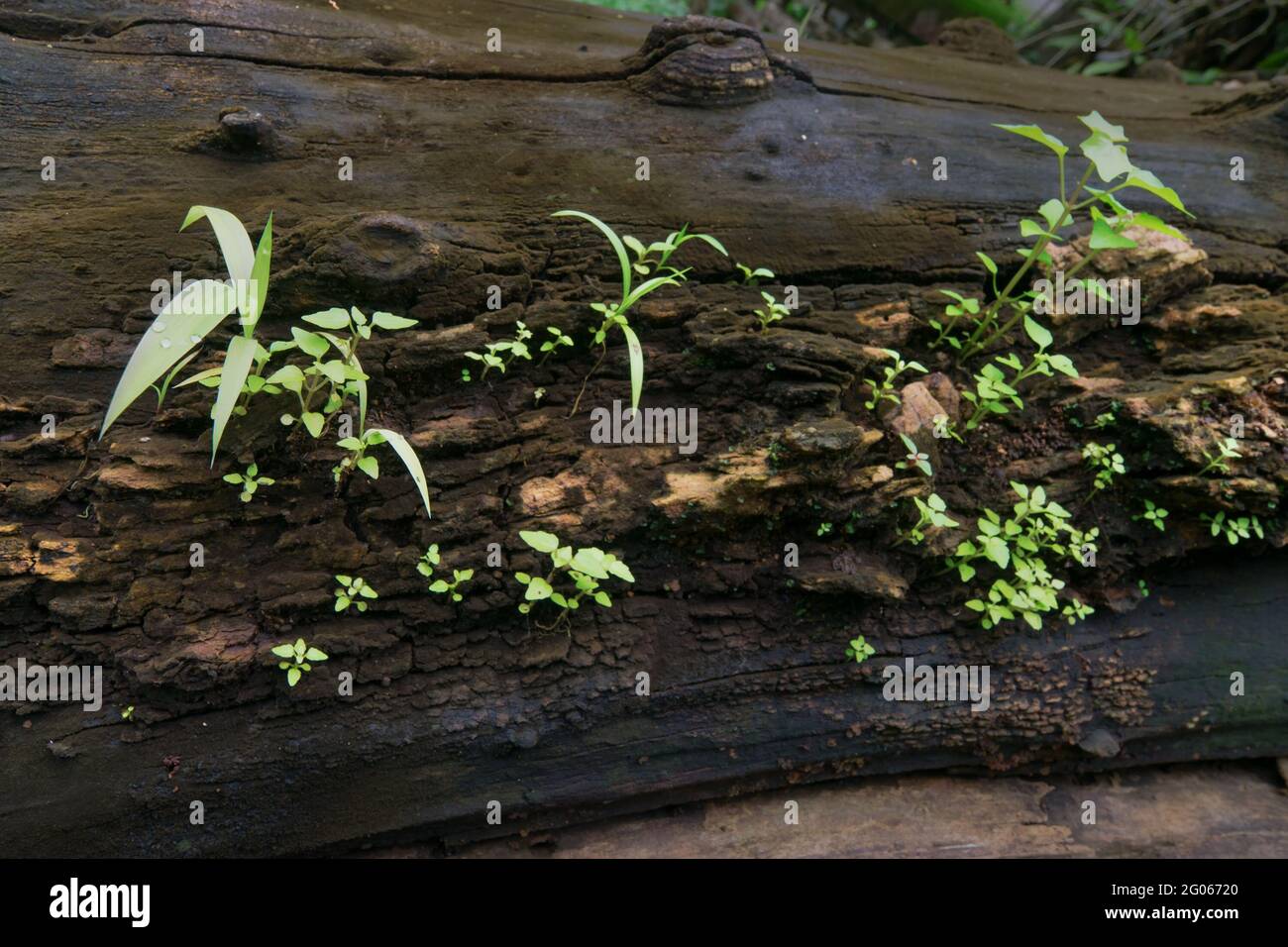 Neues Pflanzenwachstum auf altem Baumstamm, schönes Naturstockbild. Düsterer Hintergrund. Stockfoto
