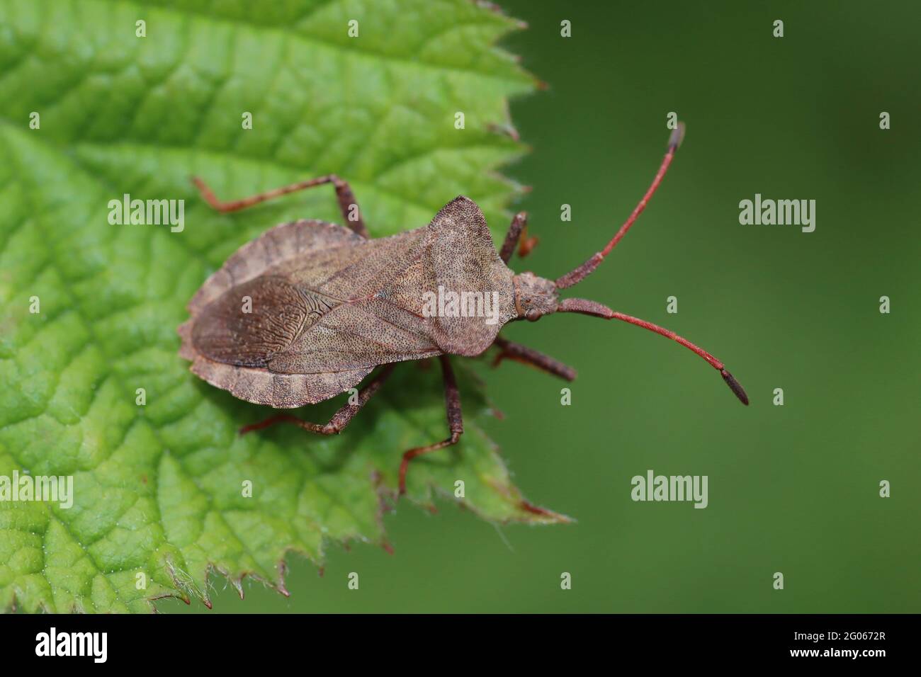 Coreus marginatus Dock Bug Stockfoto