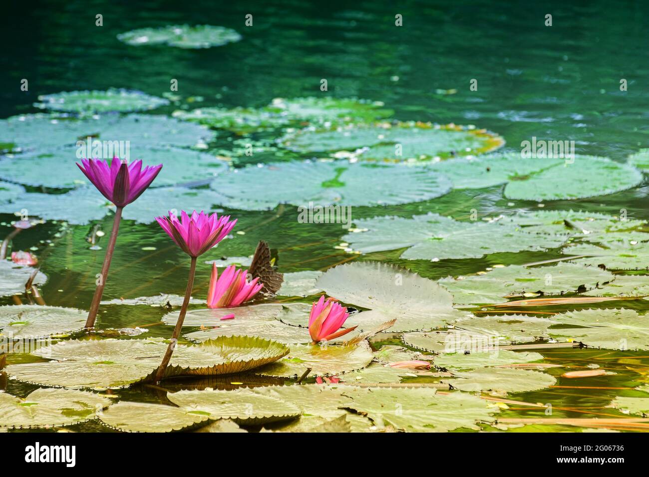 Nymphaea nouchali oder Nymphaea stellata, die gemeinsame Bezeichnung rote Seerose, ist eine Seerose der Gattung Nymphaea. Sie ist in Süd- und Ostasien beheimatet. Stockfoto