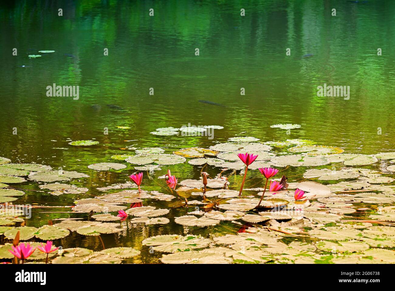 Nymphaea nouchali oder Nymphaea stellata, die gemeinsame Bezeichnung rote Seerose, ist eine Seerose der Gattung Nymphaea. Sie ist in Süd- und Ostasien beheimatet. Stockfoto
