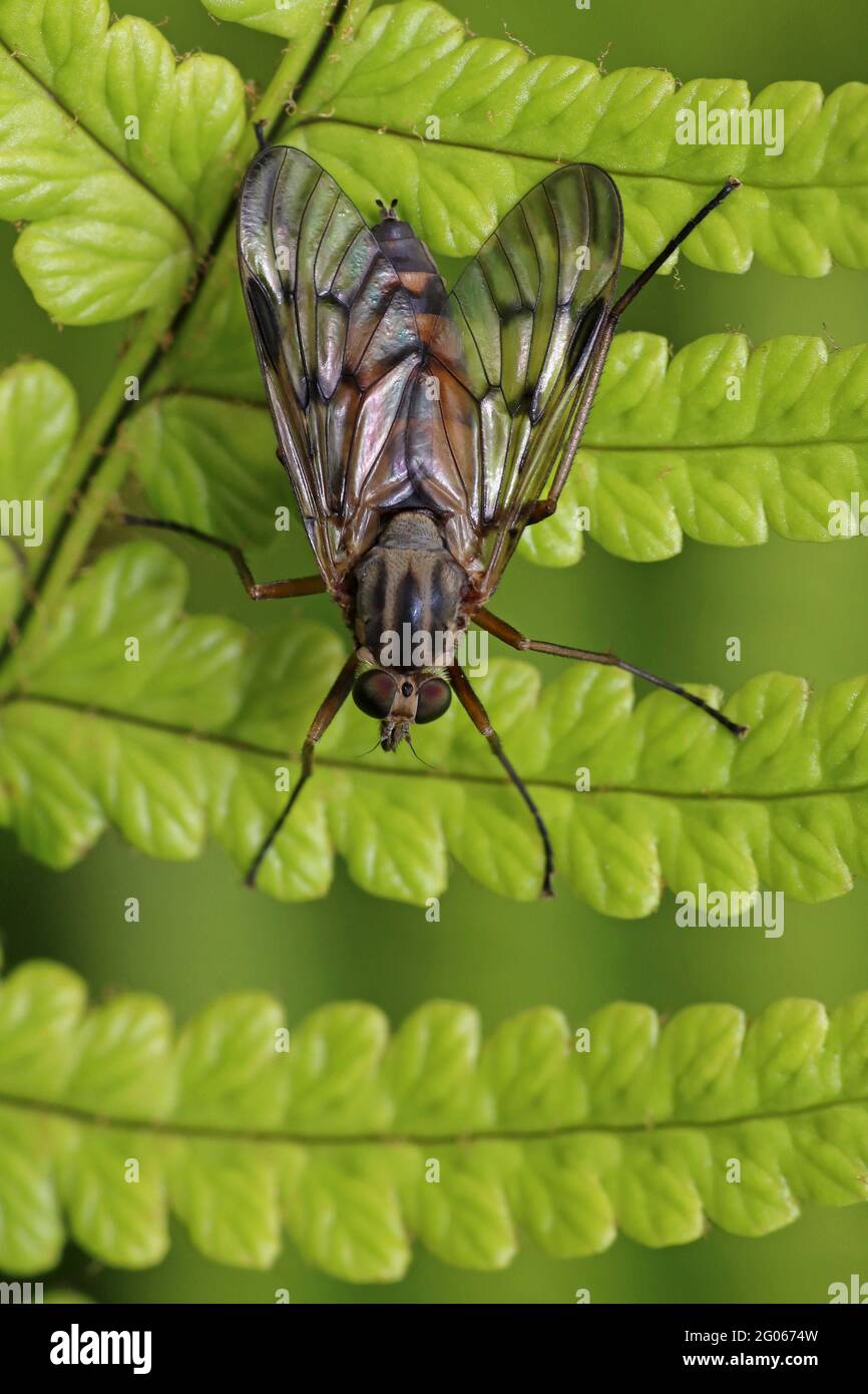 Gemeiner oder Downlooker Snipefly Rhagio scolopaceus Stockfoto