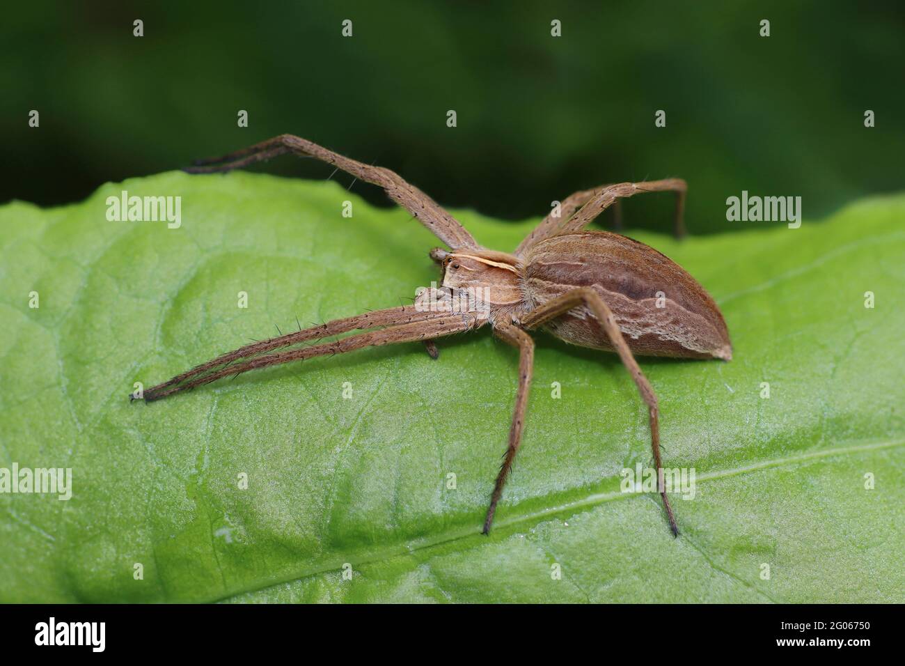 Baumschule Web Spider - Pisaura mirabilis Stockfoto