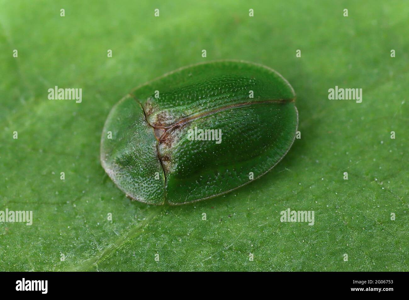 Thistle Tortoise Beetle (Cassida rubiginosa) Stockfoto