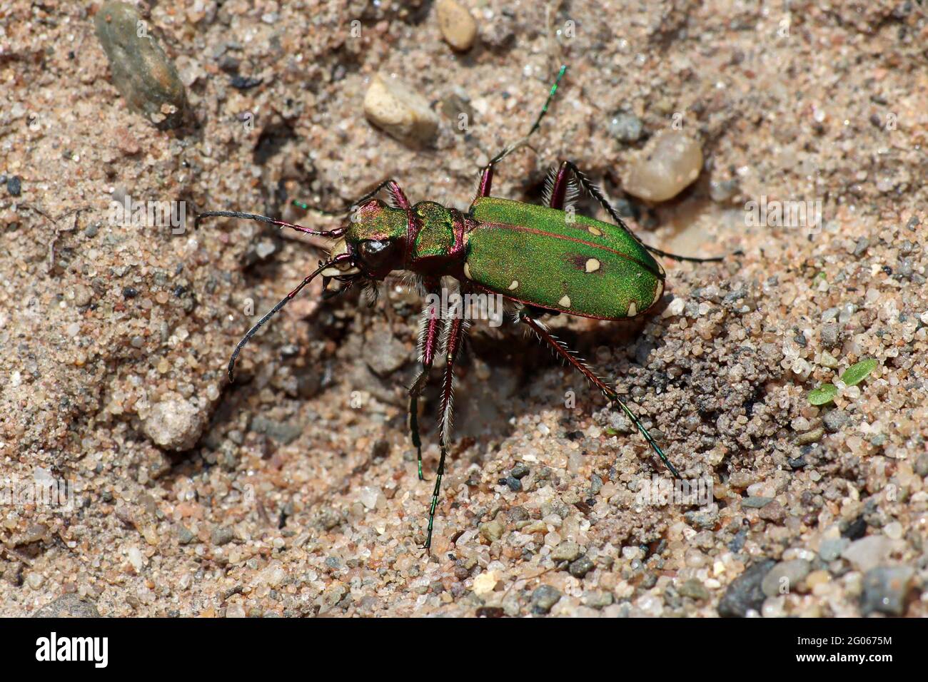 Grüne Sandlaufkäfer Cicindela campestris Stockfoto