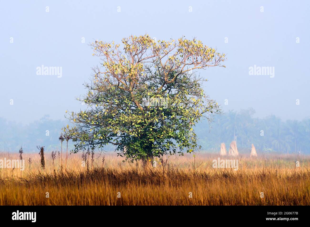 Einzelner Baum im Morgennebel im Winter, indische ländliche Landschaft Stockfoto
