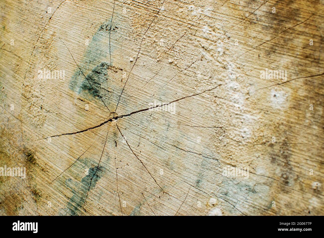 Holzbalken, Nahaufnahme eines Schnittbaums in einem Dschungel, Naturbild Stockfoto