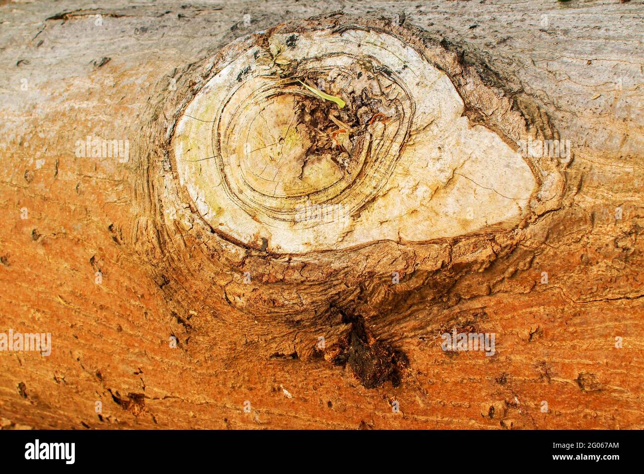 Holzbalken, Nahaufnahme eines Schnittbaums in einem Dschungel, Naturbild Stockfoto