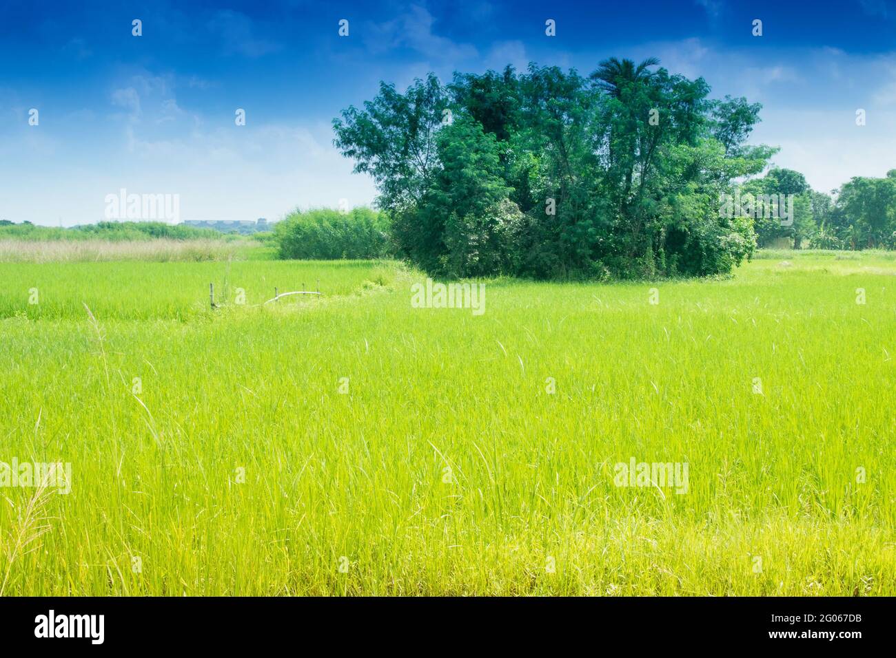 Schöne ländliche Landschaft von Paddy Field, blauer Himmel, Howrah, West Bengalen, Indien Stockfoto