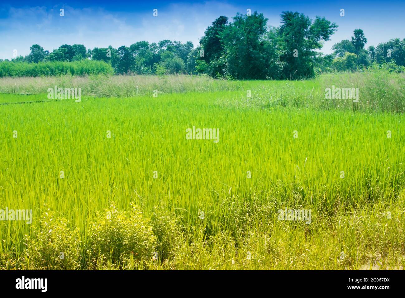 Schöne ländliche Landschaft von Paddy Field, blauer Himmel, Howrah, West Bengalen, Indien Stockfoto