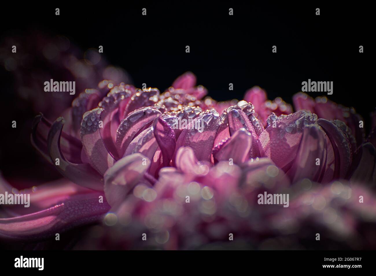 Künstlerisches Blumenbild, rosa Dahlia-Blütenblätter mit leuchtenden Tau-Tropfen auf ihnen, dunkelschwarzer kontrastierender Hintergrund, Naturfotographie Stockfoto