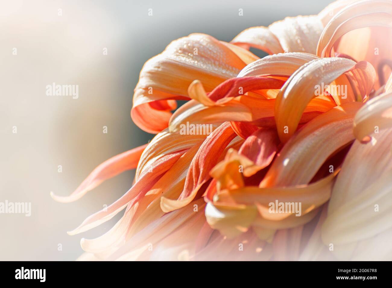 Künstlerisches Blumenbild, orangefarbene Dahlia-Blütenblätter mit leuchtenden Tau-Tropfen auf ihnen, heller Hintergrund, Naturfoto Stockfoto