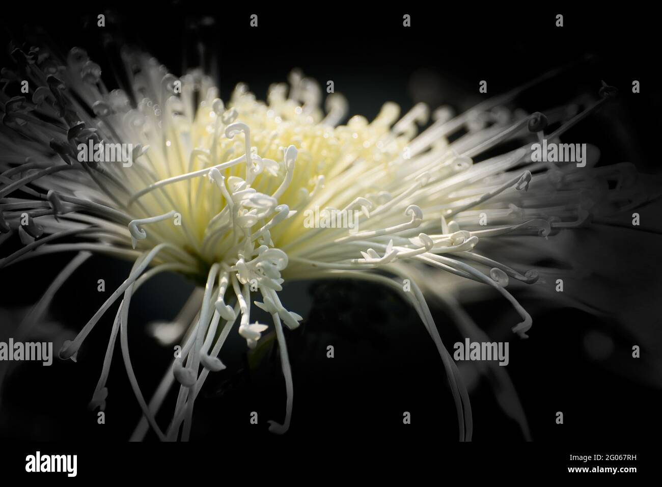 Künstlerisches Blumenbild, weiße Blütenblätter mit dunkelschwarzem kontrastierendem Hintergrund, Naturfoto Stockfoto
