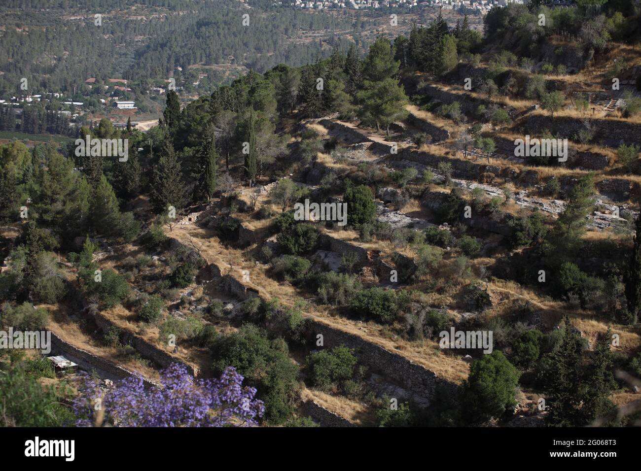 Alte Landwirtschaft, Blick auf Terrassen an den Hängen der Judäischen Hügel von den alten Israeliten gebaut, um zu verlangsamen fließendes Regenwasser Bodenerosion zu stoppen. Stockfoto