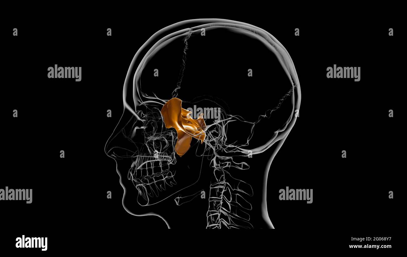 Menschliche Skelett Schädel Sphenoid Knochen Anatomie für Medical