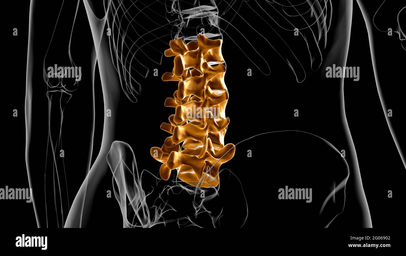 Menschliches Skelett Wirbelsäule Lendenwirbel Anatomie 3D Illustration ...