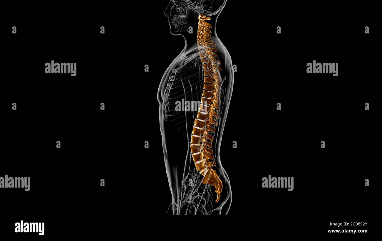 Menschliches Skelett Wirbelsäule Wirbelsäule Anatomie 3D Illustration ...