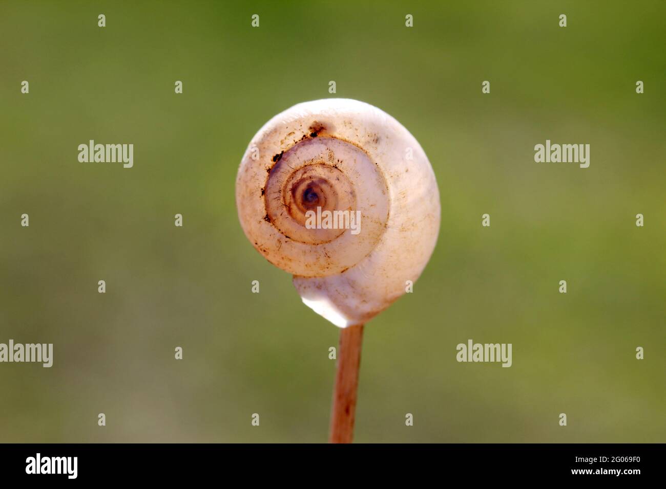 Leere Schneckenschale auf grünem Hintergrund. Stockfoto