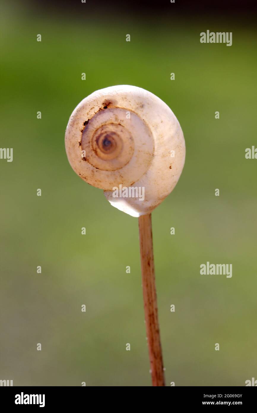 Leere Schneckenschale auf grünem Hintergrund. Stockfoto