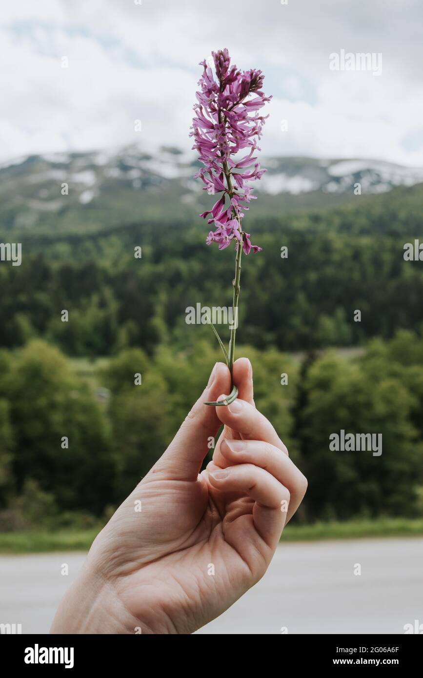 Hand hält lila Blume im Freien in den Bergen Stockfoto