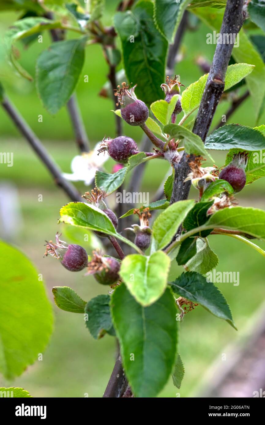 Stadien des Apfelbaums, die neu bildende junge Äpfel in einem Obstgarten oder einer Zuteilung zeigen, selektiver Fokus verschwommener Hintergrund kopiert Raum zu Th Stockfoto