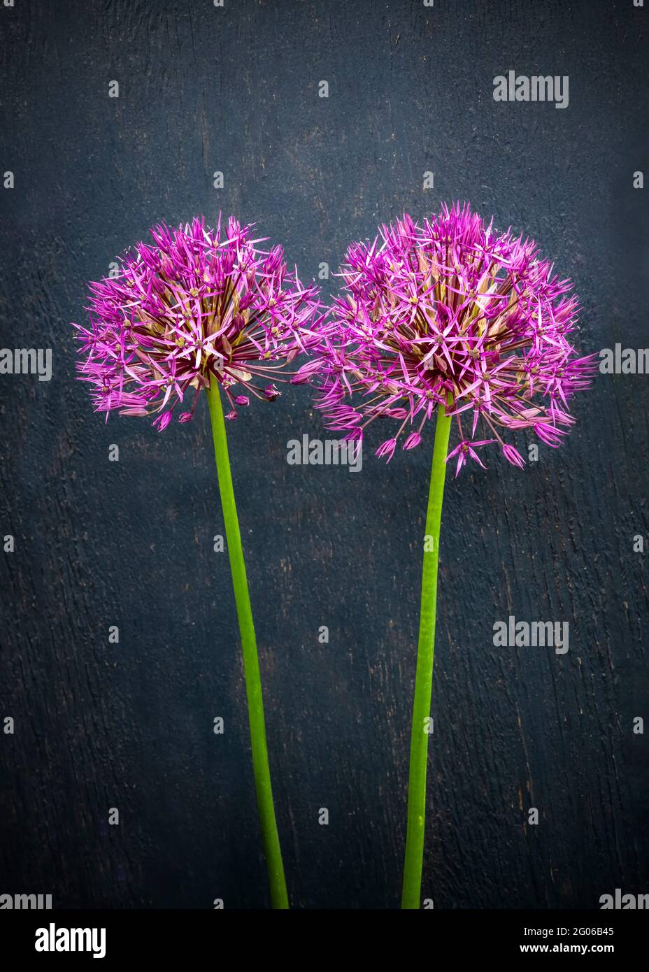 Zweisamkeit Konzept. Zwei helle hübsche bunte Allium Blumen zusammen auf einem schlichten Holzhintergrund ideales Poster für Glücksferien und einen Bright Stockfoto