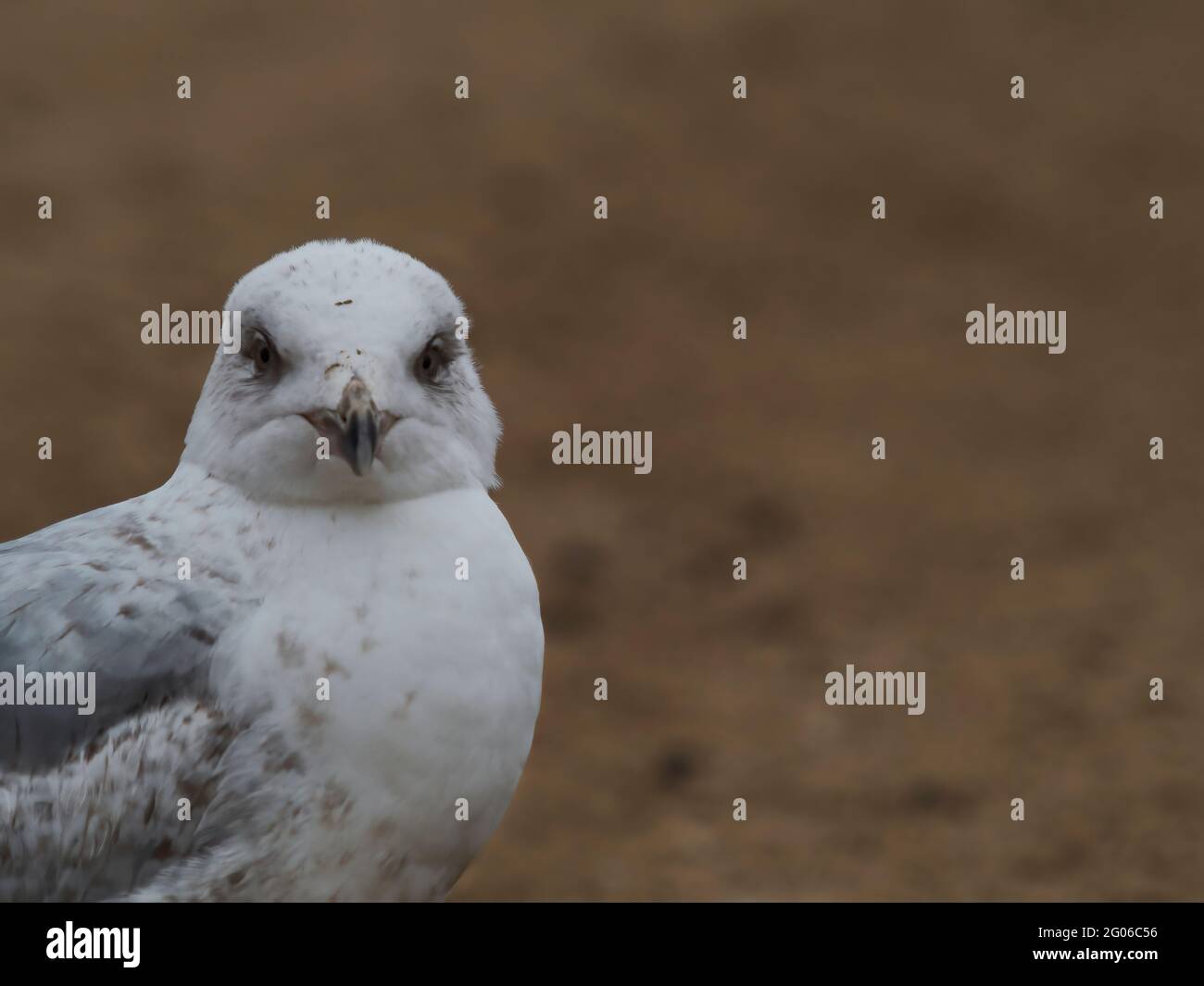 Tierporträt einer jungen Möwe am Strand von Broadstairs. Der Vogel blickt direkt auf die Kamera, etwas hochmütig, und verbindet sich mit dem Betrachter. Stockfoto