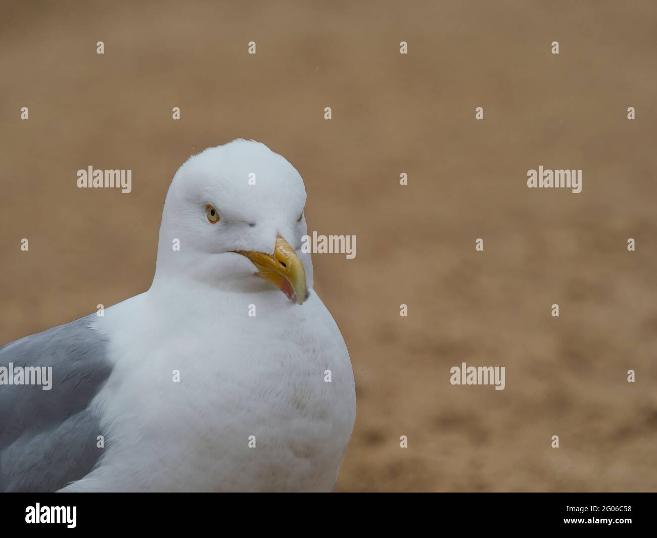 Ein Tierporträt einer Heringsmöwe am Broadstairs Beach. Der Vogel scheint irgendwie Gleichgültigkeit zu vortäuschen und einen einschüchternden Glanz zu werfen. Stockfoto