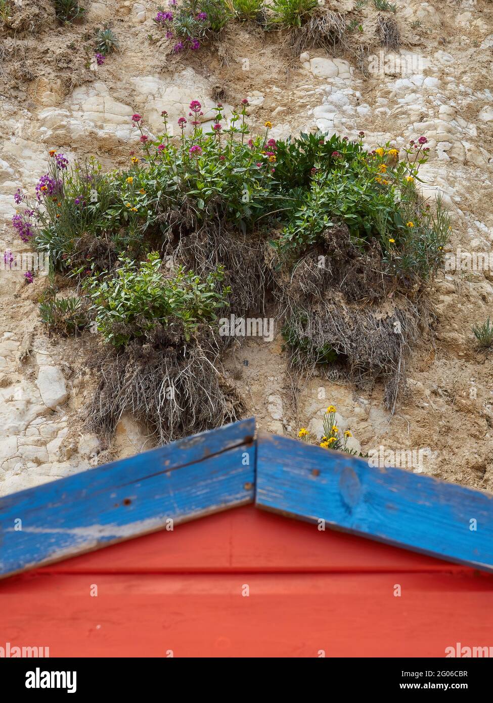 Detail eines kleinen Fleckens blühender Pflanzen, die direkt von der Kreidefelsen über einer hell bemalten Strandhütte wachsen. Stockfoto