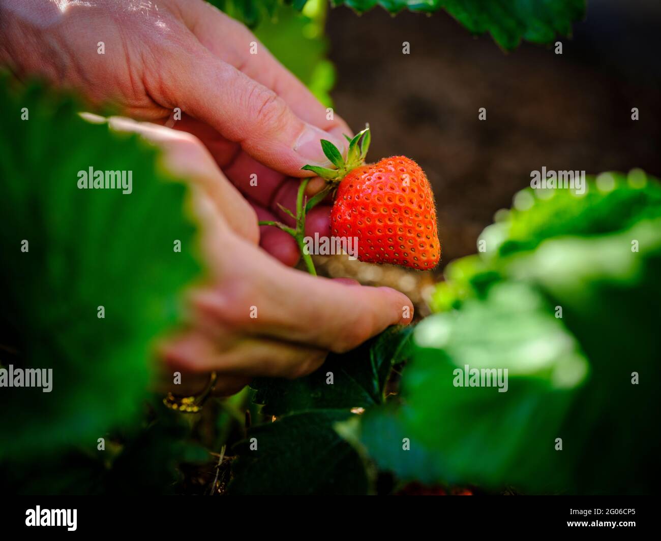 Nahaufnahme des Kopierraums von selbst angebauten Erdbeeren, die von Hand gepflückt werden. East Sussex, Großbritannien Stockfoto