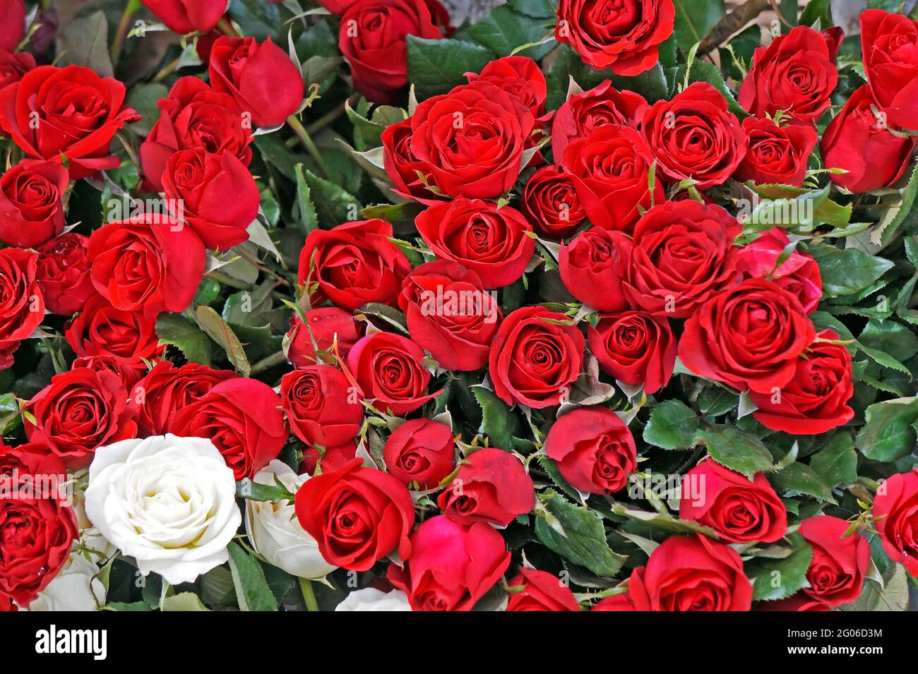 Rosen auf dem Marktplatz in Ipanema Stockfoto