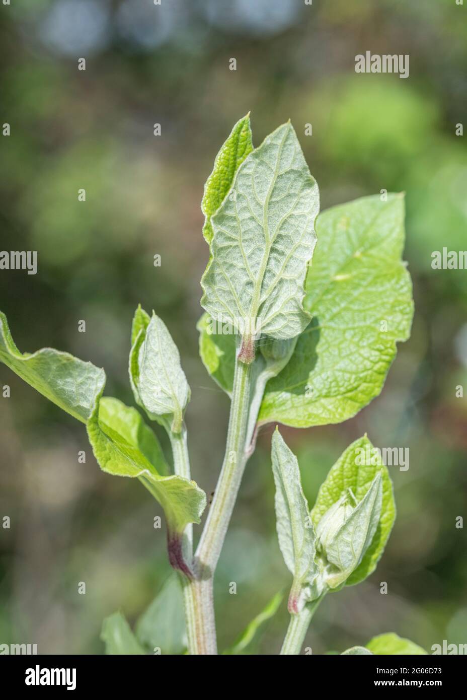 Junge Blatttriebe von Greater Burdock / Arctium lappa, die oben am Blütenstamm wachsen. Obwohl einmal in der Kräutermedizin verwendet, sind einige Teile essbar. Stockfoto