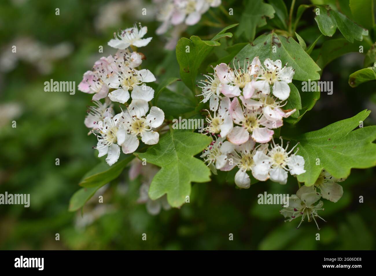 Weißdornblüte, allgemein bekannt als Maiblüte oder Mayflower/Maiblume. Stockfoto