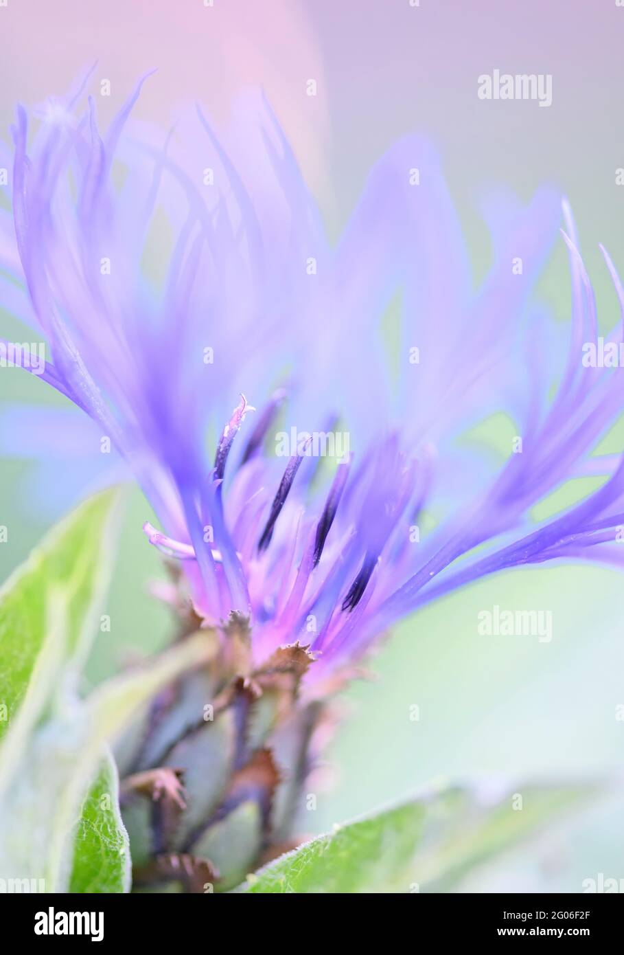Nahaufnahme des Blumenkopfes einer wunderschönen Bergkornblume (Centaurea montana) Stockfoto