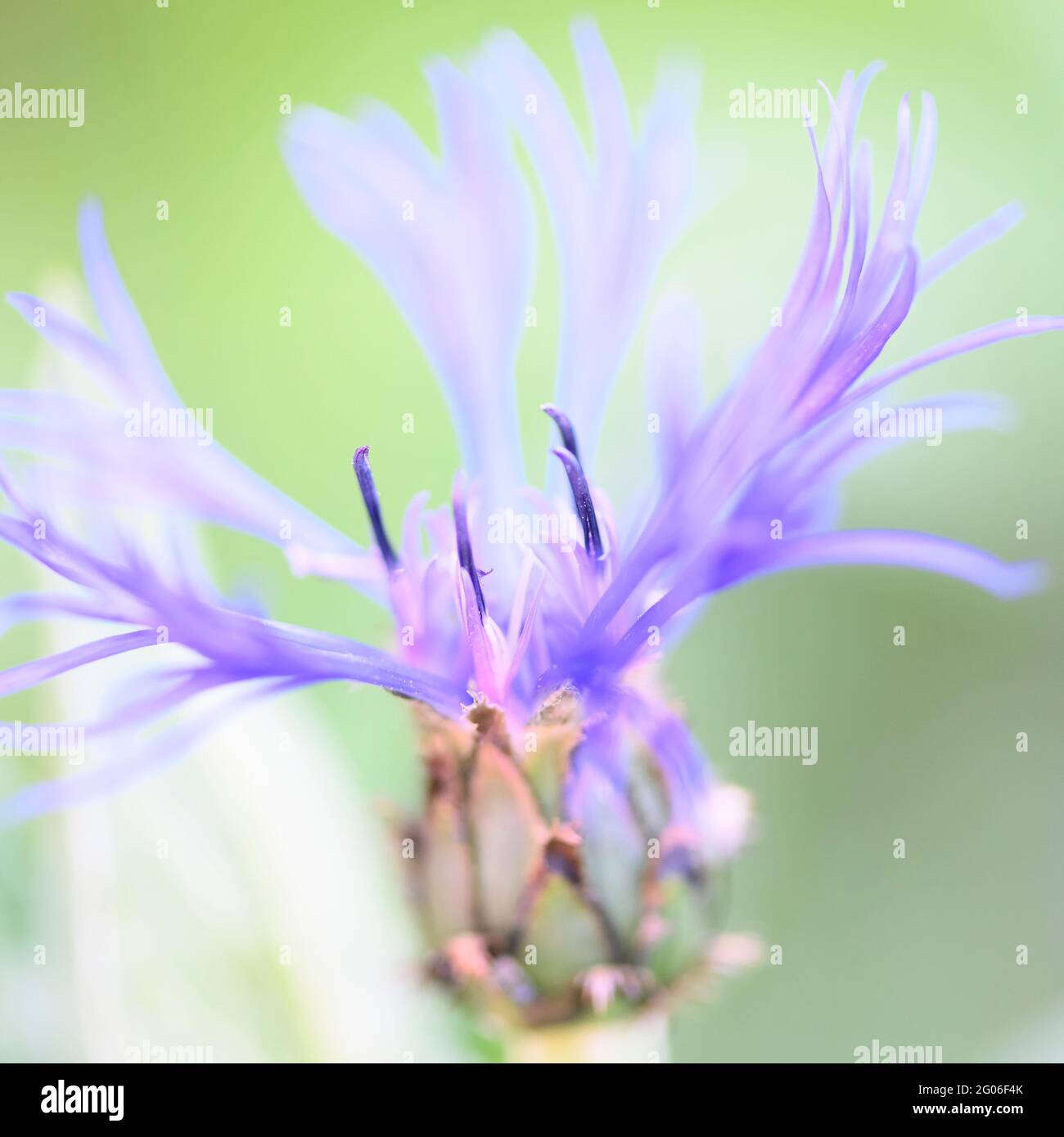 Nahaufnahme des Blumenkopfes einer wunderschönen Bergkornblume (Centaurea montana) Stockfoto