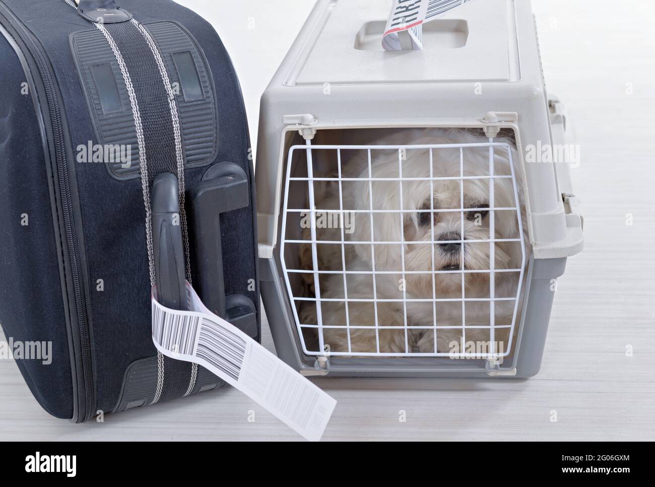 Kleine Hund in der Airline cargo Pet Carrier am Flughafen warten nach einer langen Reise Stockfoto