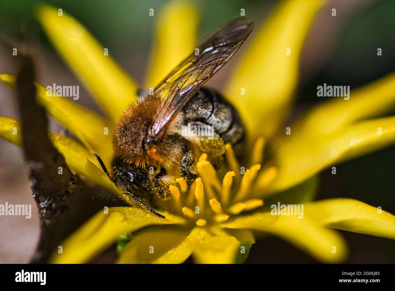 Bienen sammeln Nektar auf einem Doldenblütenmakro Stockfoto