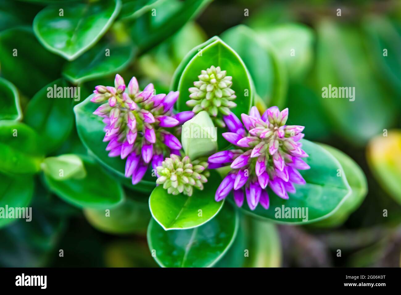 Hebe Veronica Stockfotos und bilder Kaufen Alamy