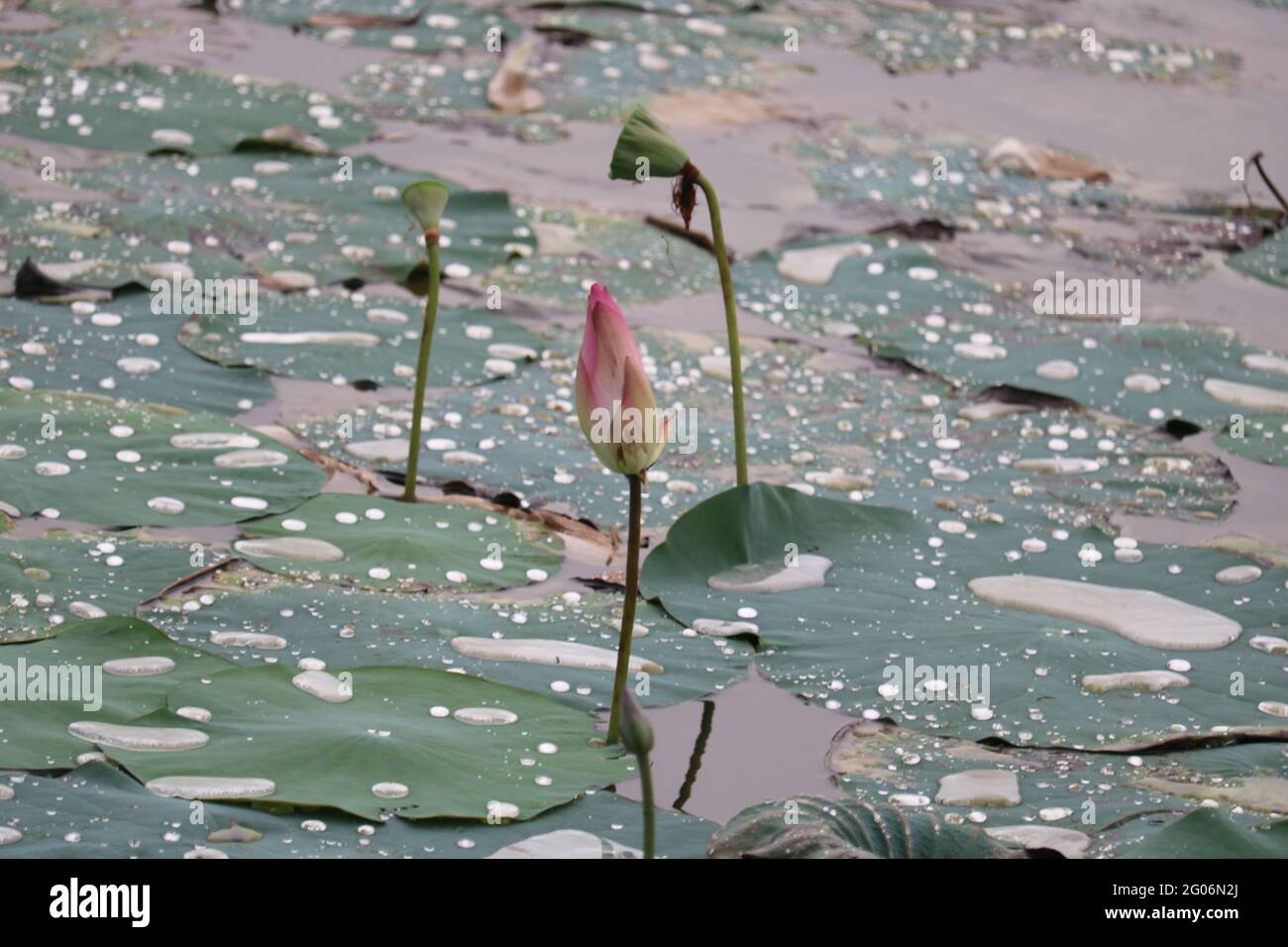 Die wunderschönen Lotusblumen-Teiche Stockfoto