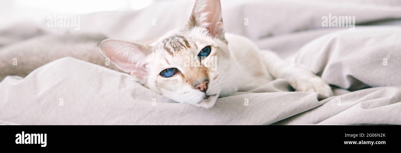 Wunderschöne blauäugige orientalische Katze, die auf dem Bett liegt und die Kamera anschaut. Haustier mit blauen Augen zu Hause entspannen. Liebenswert pelzigen Tier Stockfoto