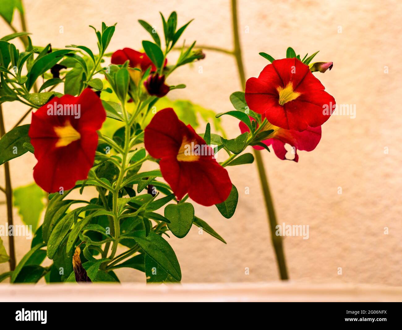 Rot-gelbe Petunia-Blüten - selektiver Fokus Stockfoto