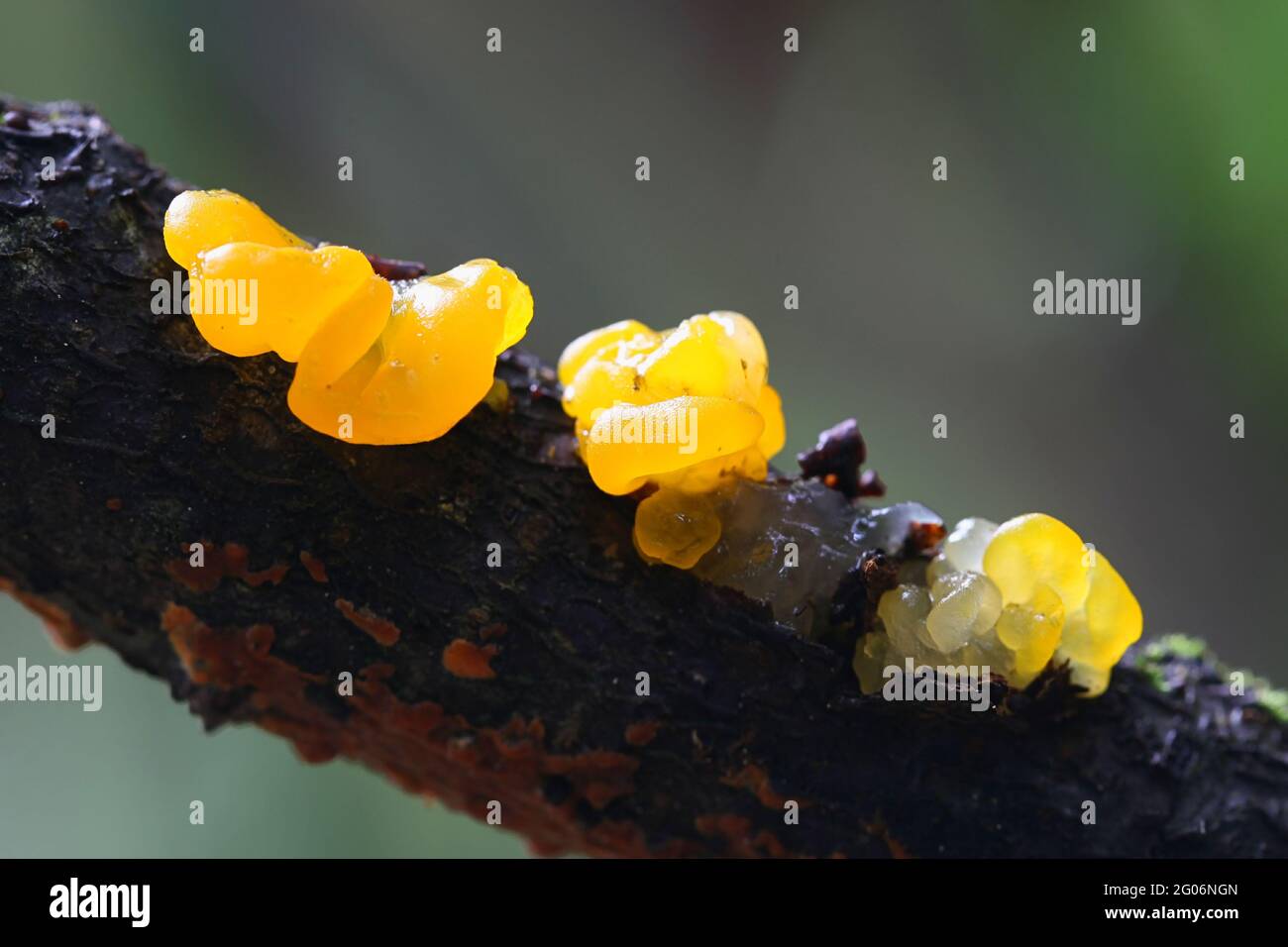 Tremella mesenterica, als gelbe Gehirn bekannt, golden jelly Fungus, Gelb trembler oder Hexen", Butter, Pilze aus Finnland Stockfoto
